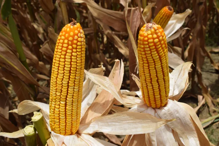 maize-crop