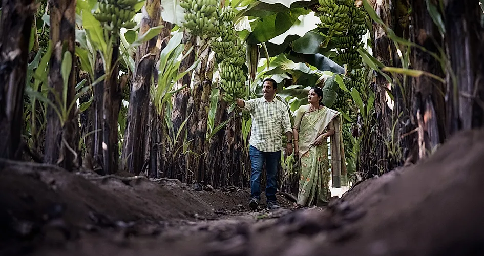 Yara India - 6 - Banana Farm (Baramati) - 043 (HD)