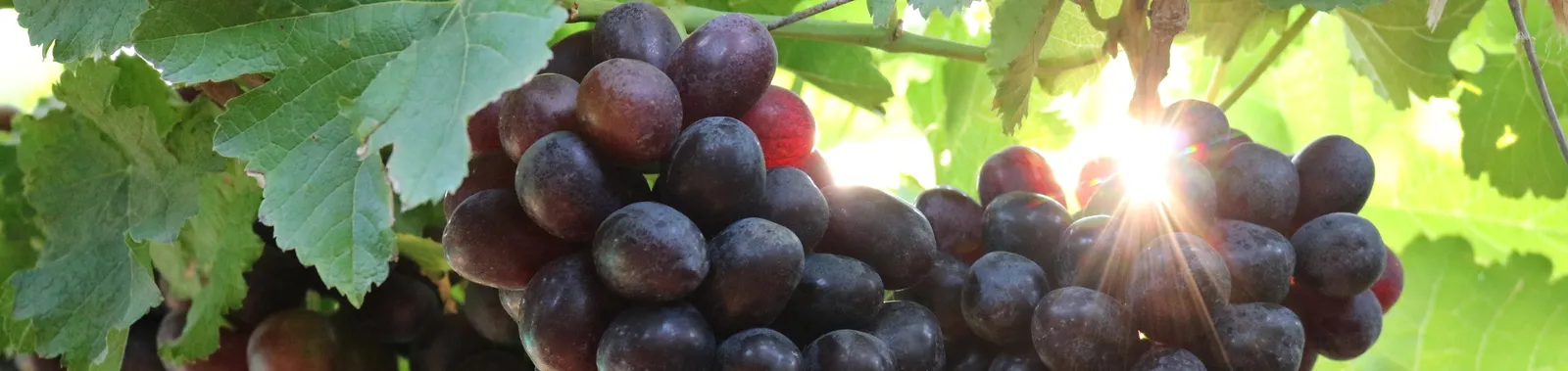 Influencing Table Grape Size and Shape