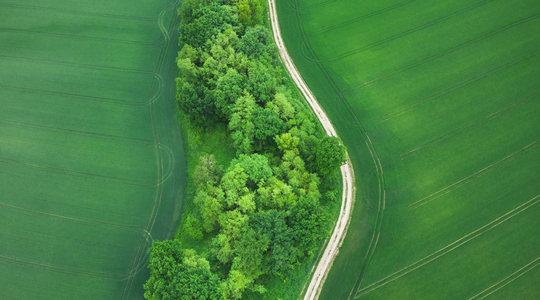 Aerial view of wheat field