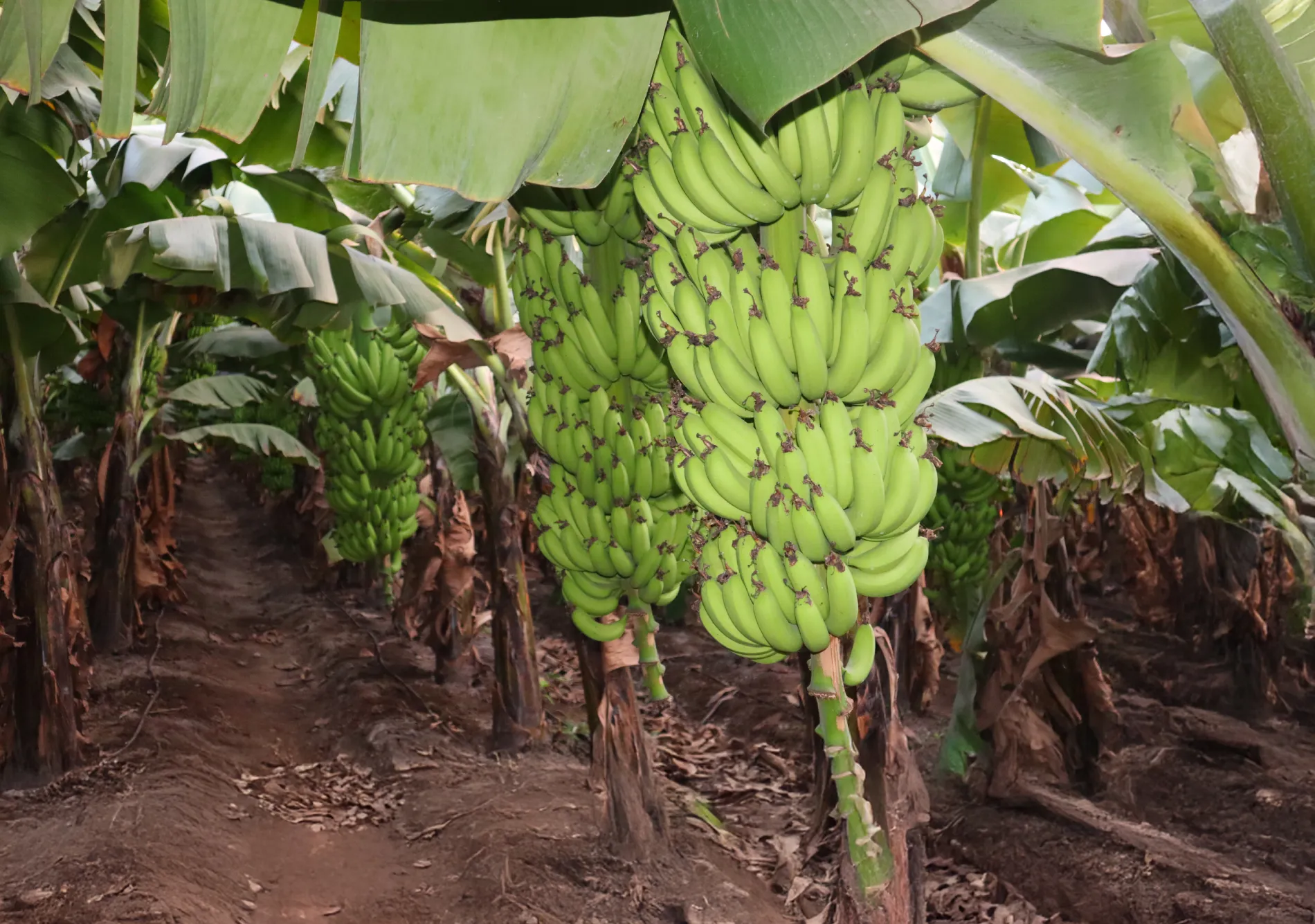 Influencing Banana Yield