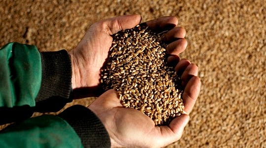 wheat-green-leaf-maintain