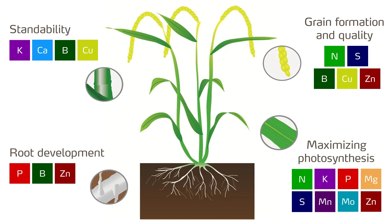 rice-plant-with-nutrients