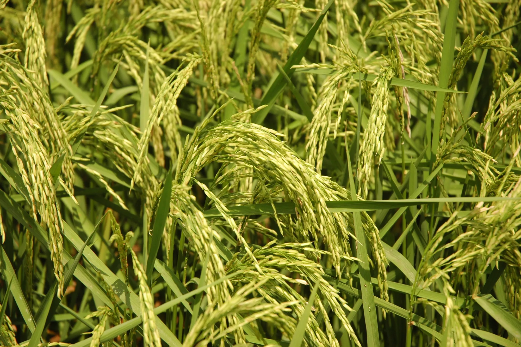 Paddy crop nutrition programmes