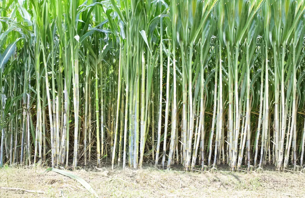 Sugarcane