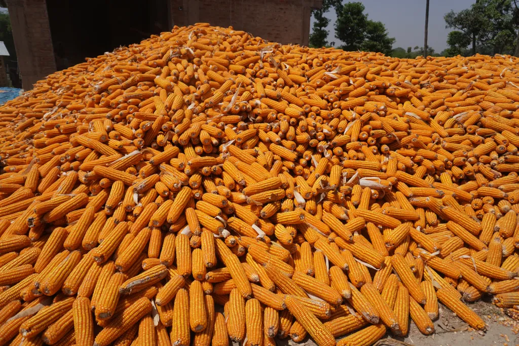 Maize 