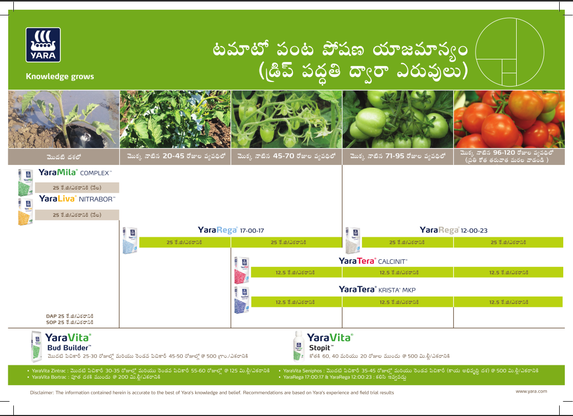 Tomato Crop Nutrition Plan