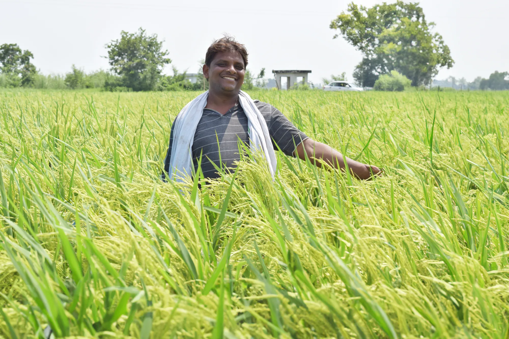 Benefits of the Yara Paddy Program