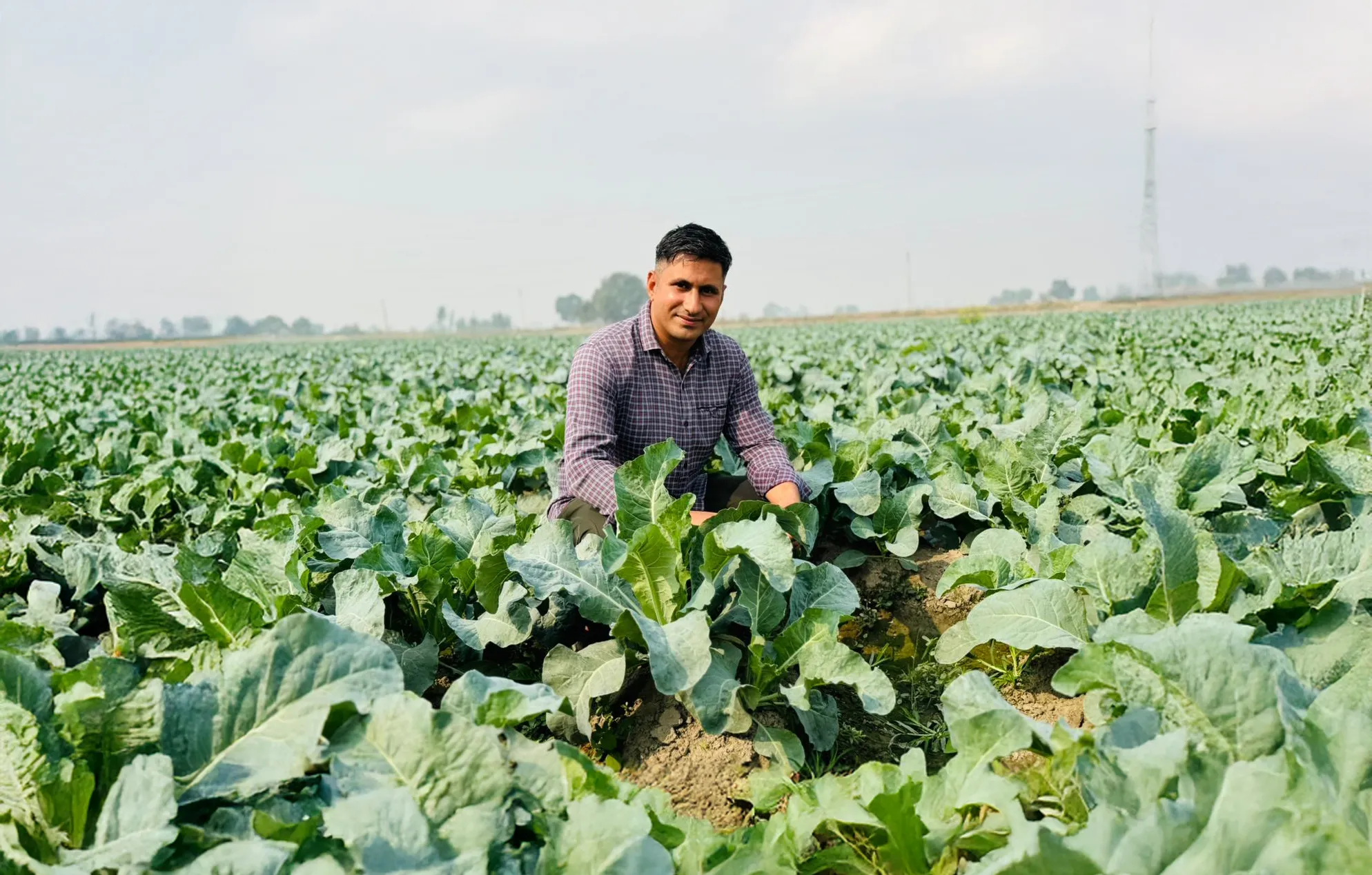 How to increase vegetable brassica yield