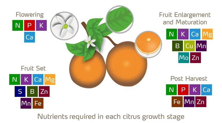 citrus-illustration-with-nutrients