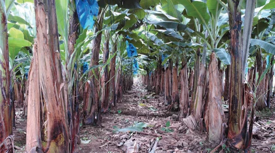 How to increase banana yield