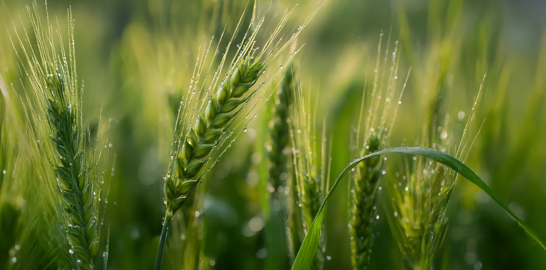 Wheat crop nutrition