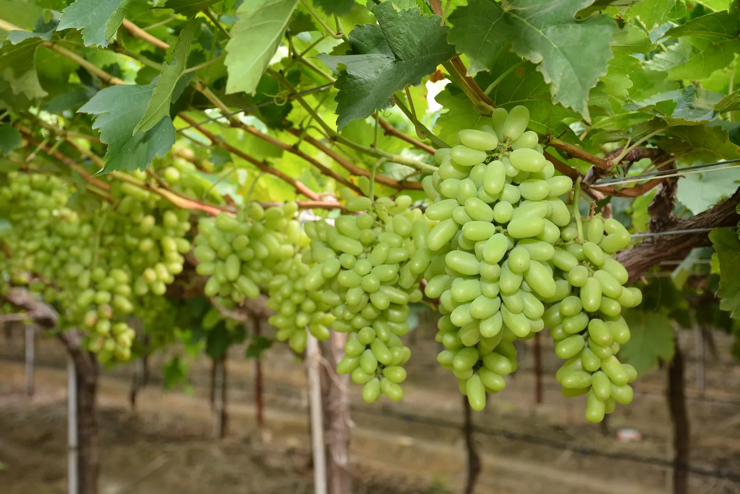 Table grape crop program