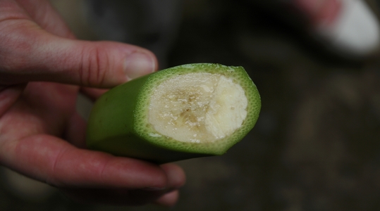 How to improve banana quality