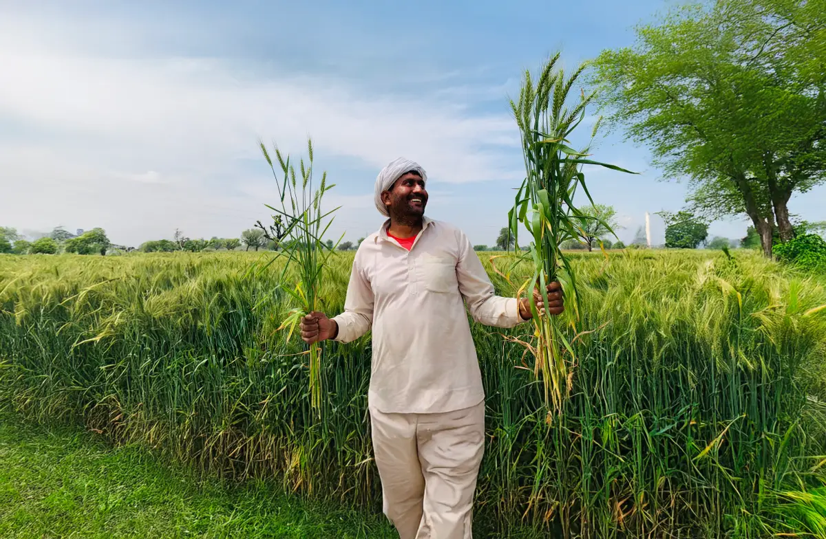 How to increase wheat yield