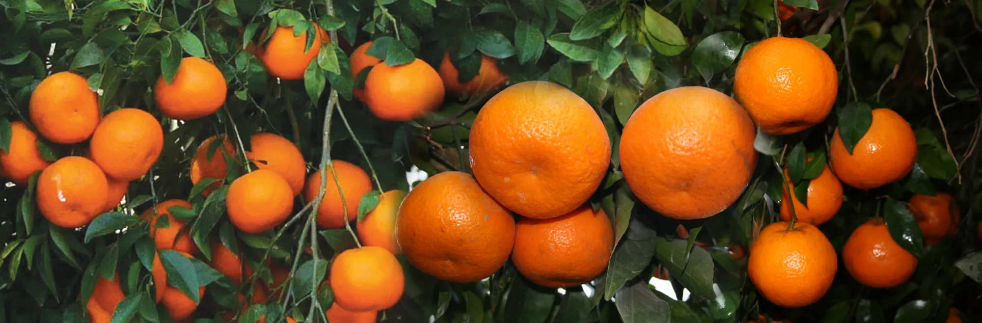 Citrus Crop Nutrition Plan