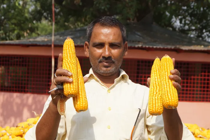 Maize