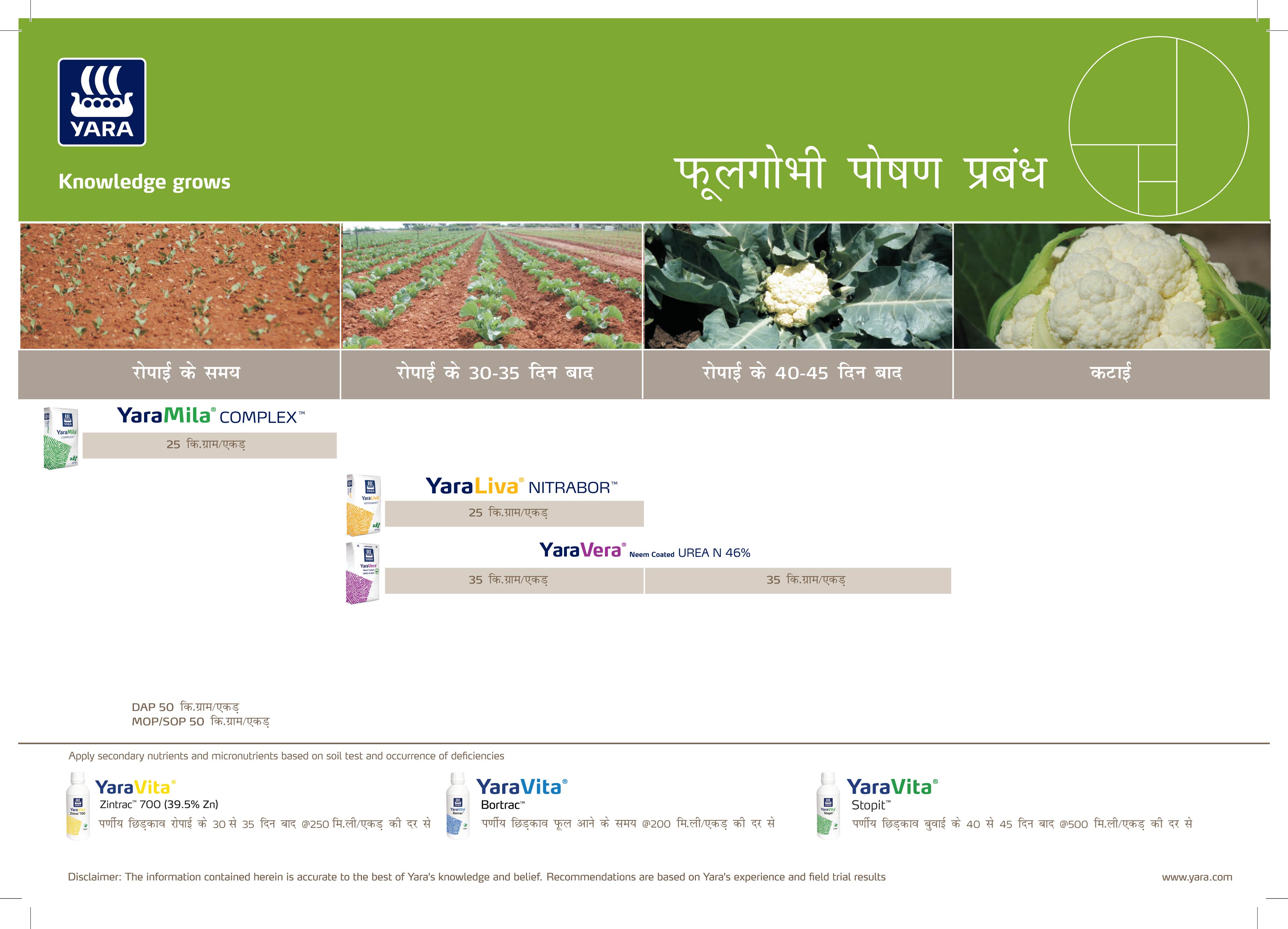 Cauliflower Crop Nutrition Plan (Uttar Pradesh)