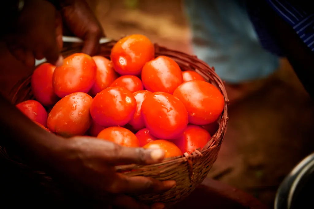 tomatoes