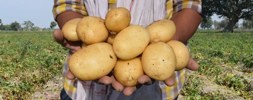 Potato Banner Image