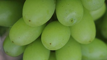Grapes