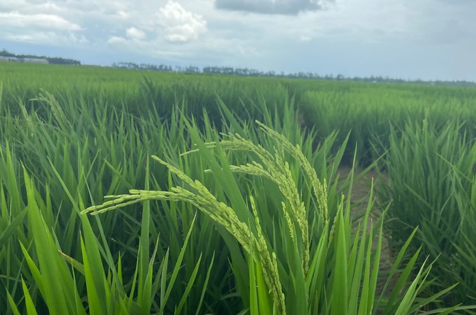 benifits-of-rice