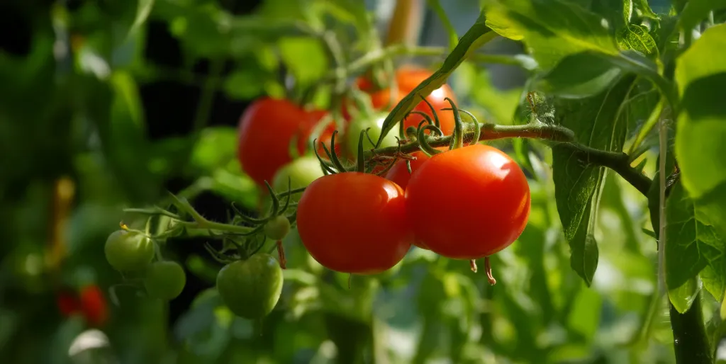 Tomato fertigation and crop nutrition