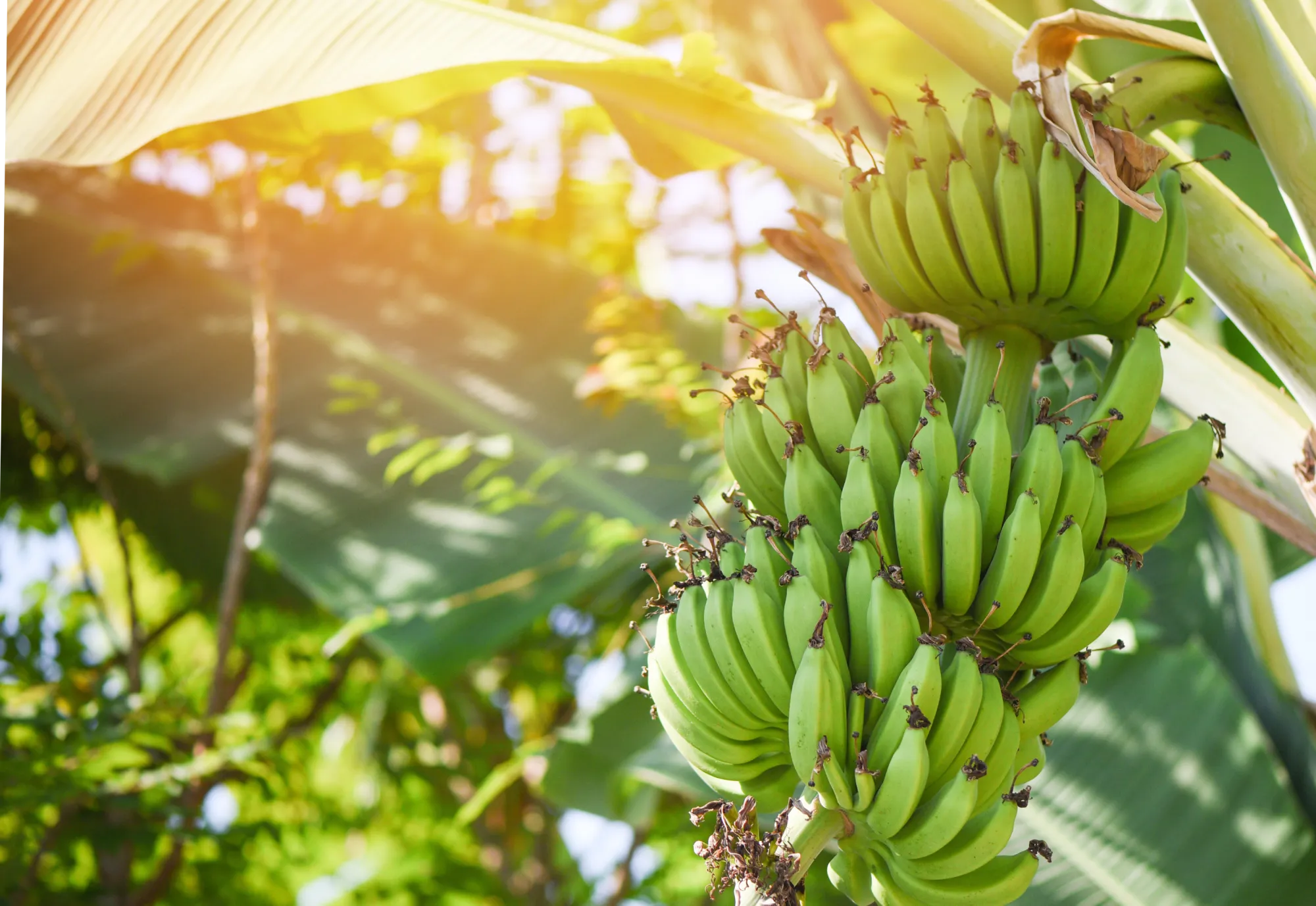 Bananas
