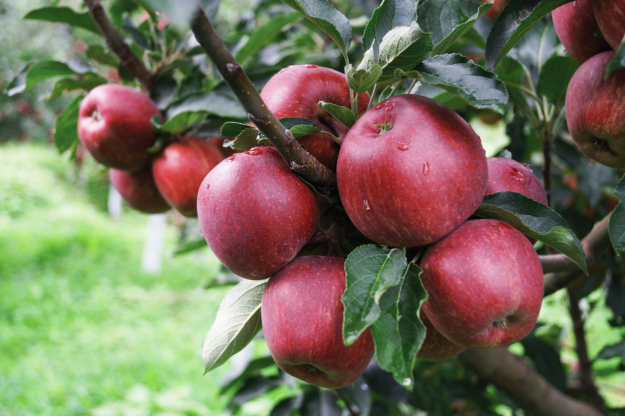 Apple crop nutrition programmes