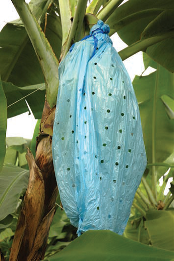 dried banana