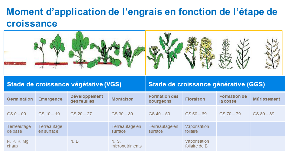 FR - fertilizer app time based on growth stage.png