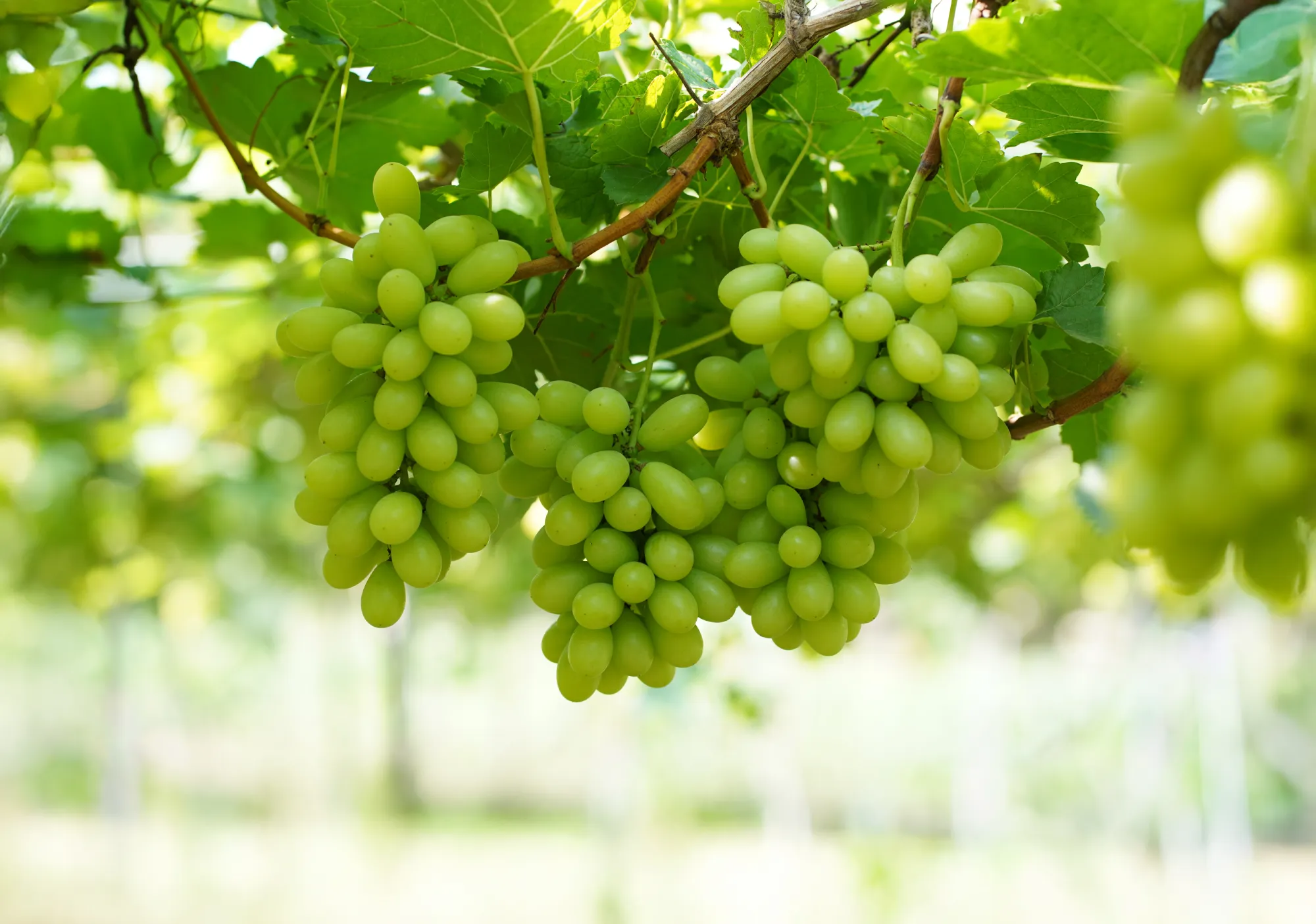 Table grape