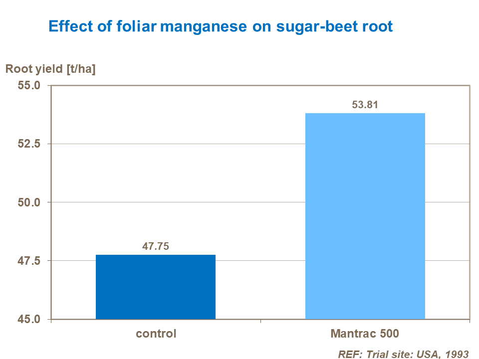 Effect of foliar manganese on sugar-beet root
