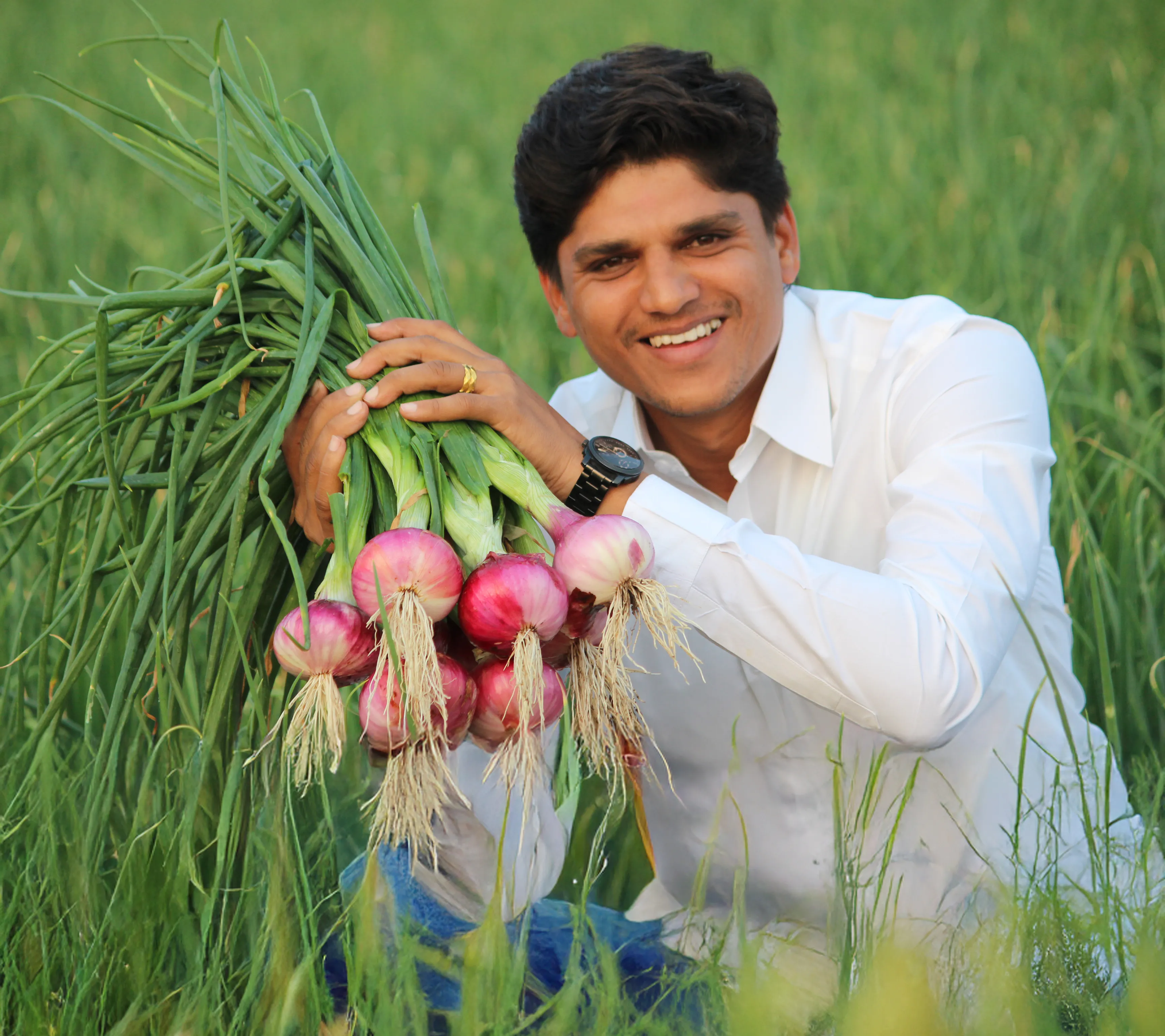 How to increase your onion yield