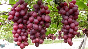 grape yeild