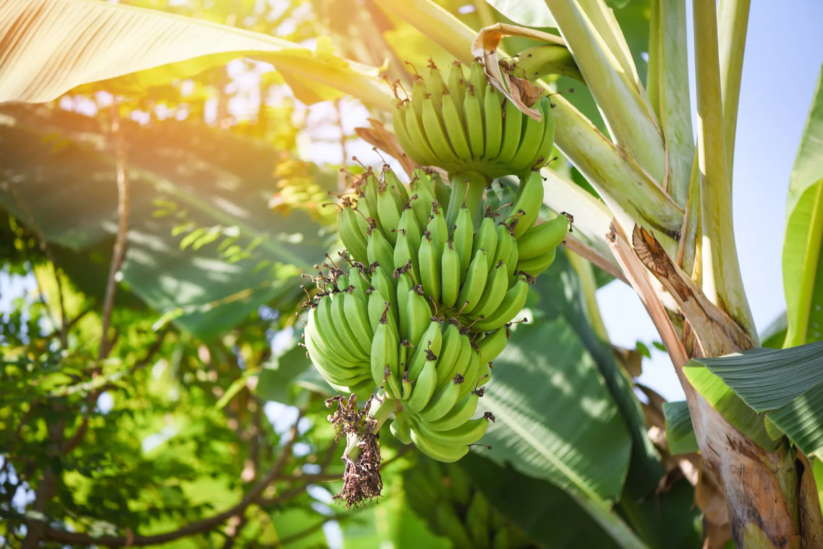 Yara agronomist advice on bananas