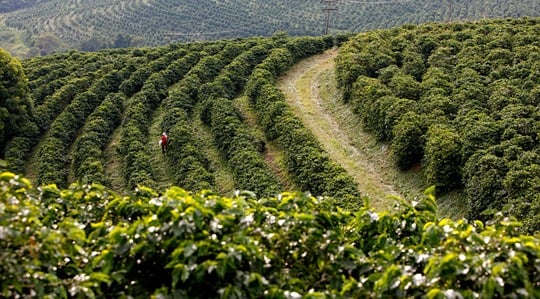 Brazilian coffee field