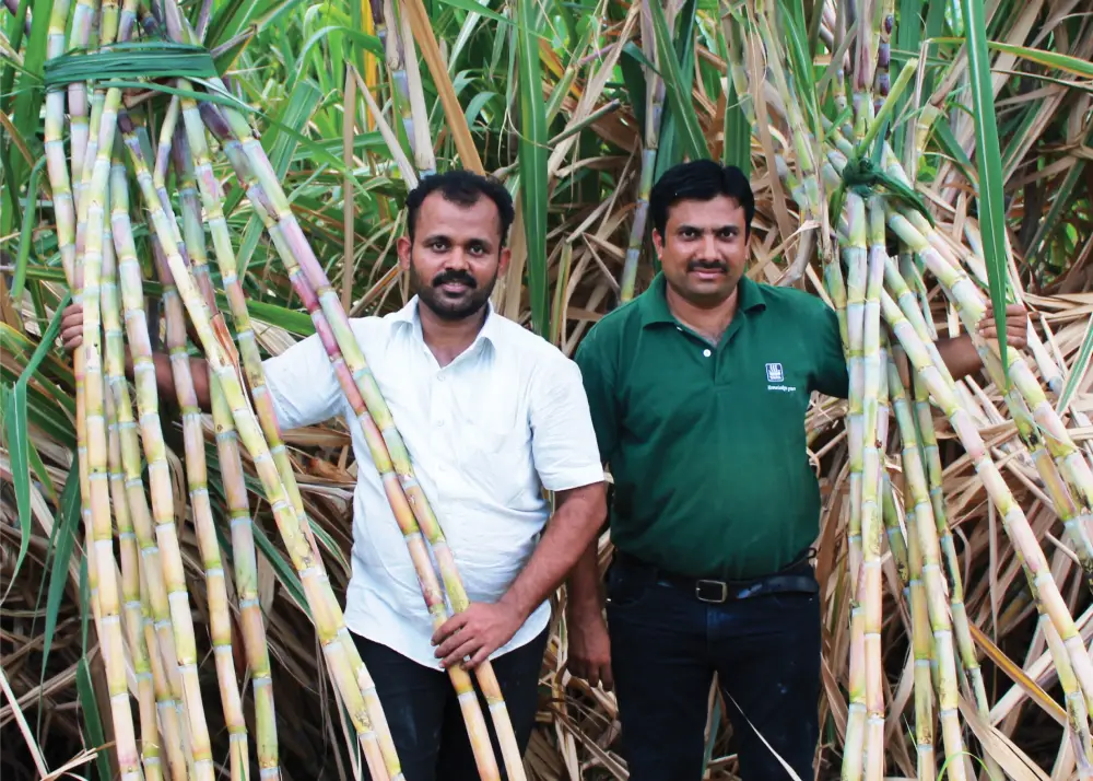 How to increase sugarcane yield