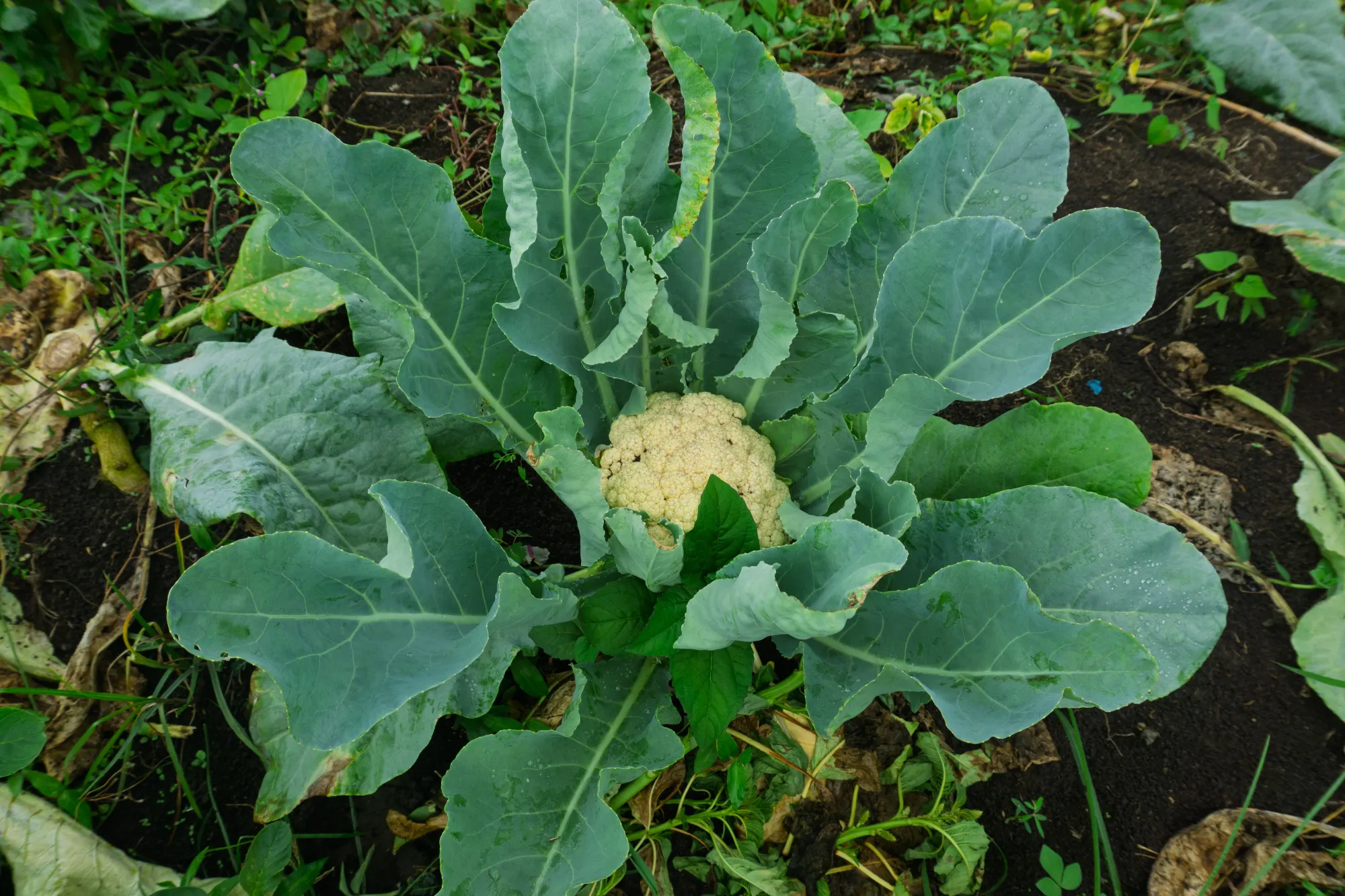 Cauliflower crop nutrition