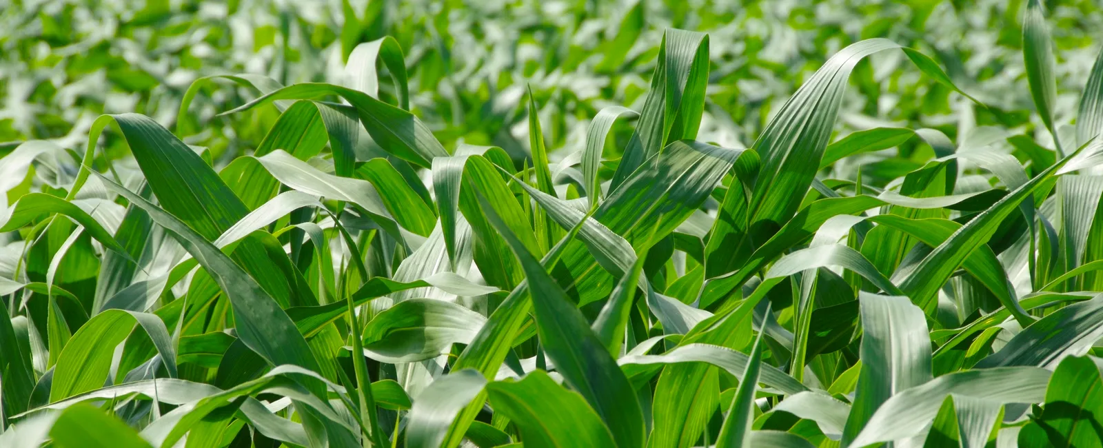 maize-crop