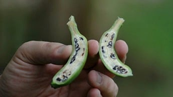 Seeded banana