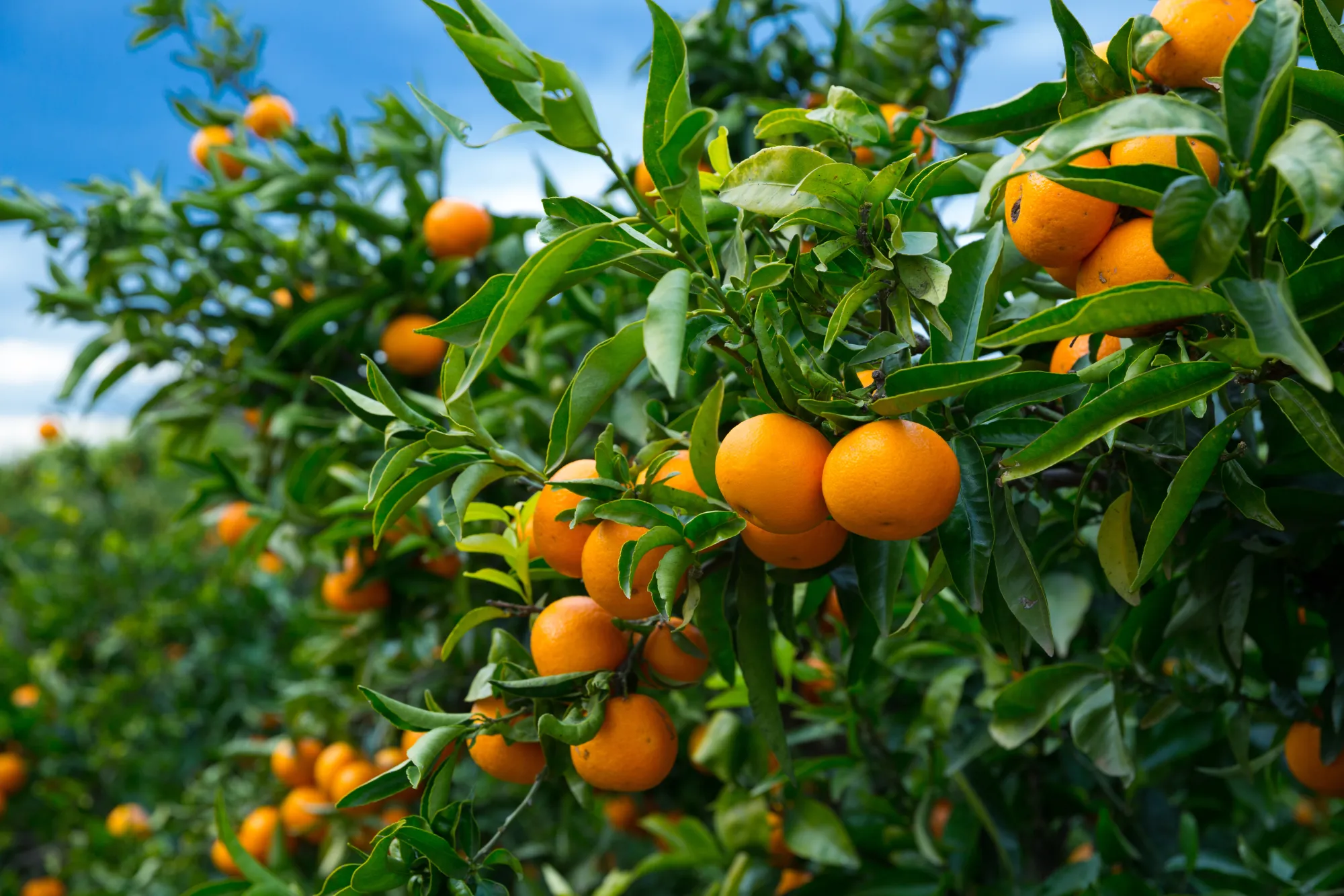 Citrus