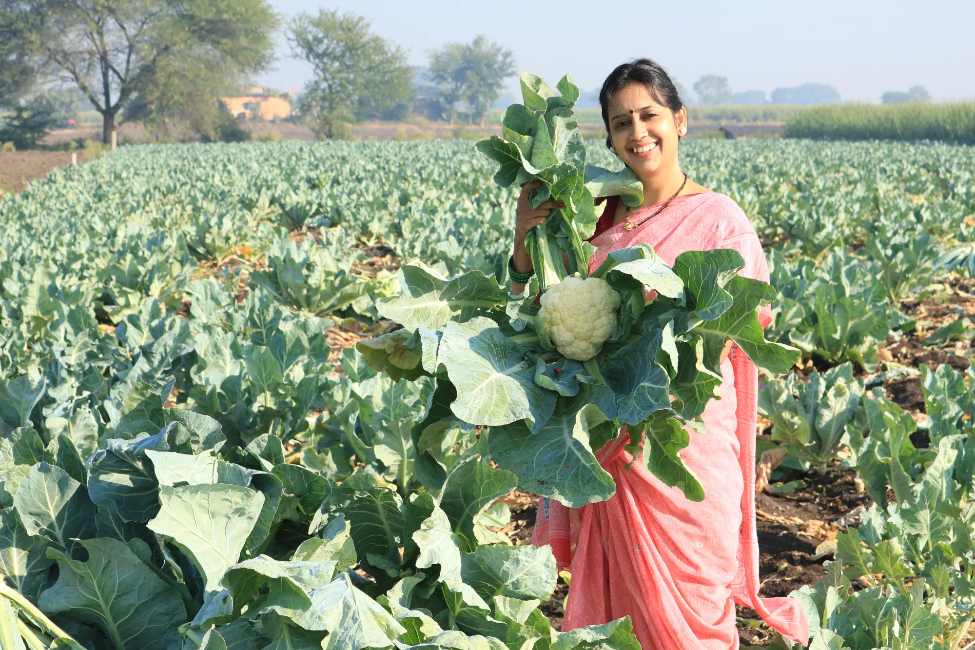 How to increase vegetable brassica yield