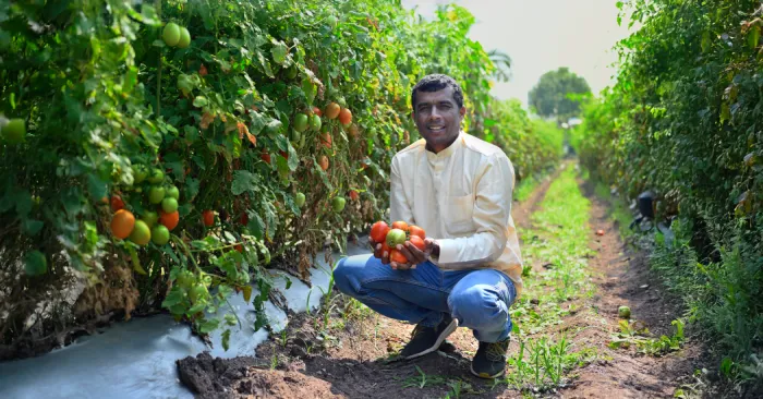 How to increase tomato yield