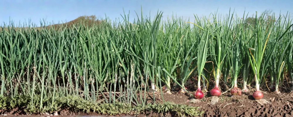 Onion crop nutrition