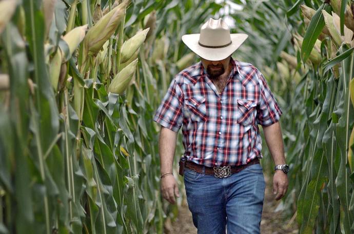 Maize