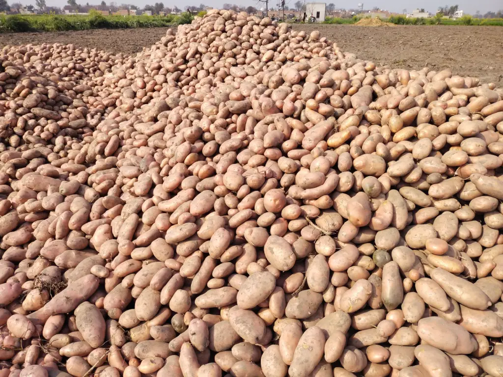 Potato crop nutrition