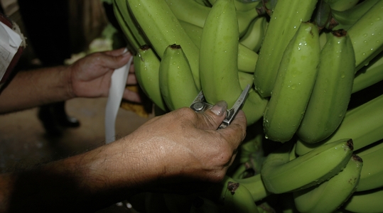 banana fruit length