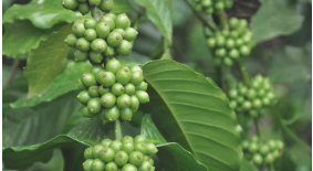 Coffee crop nutrition programmes
