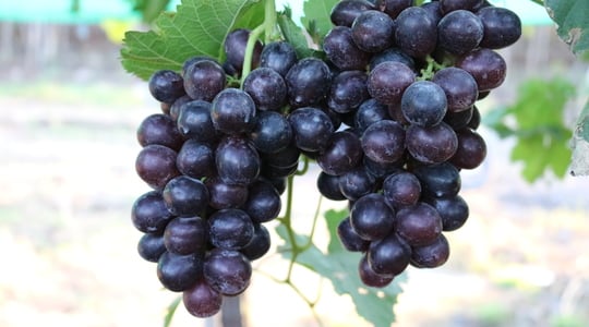 Table Grape Size and Shape